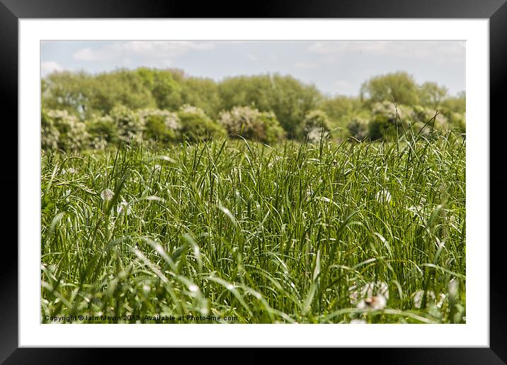 Green Grow the Grasses Framed Mounted Print by Iain Mavin