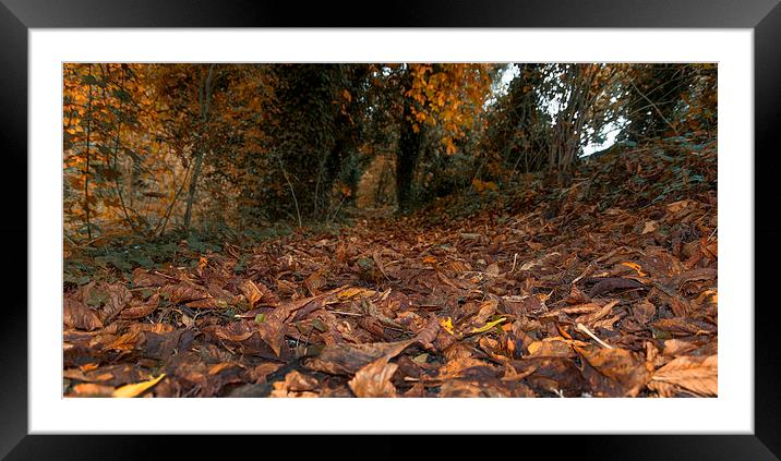 Autumnal Dreams Framed Mounted Print by Iain Mavin