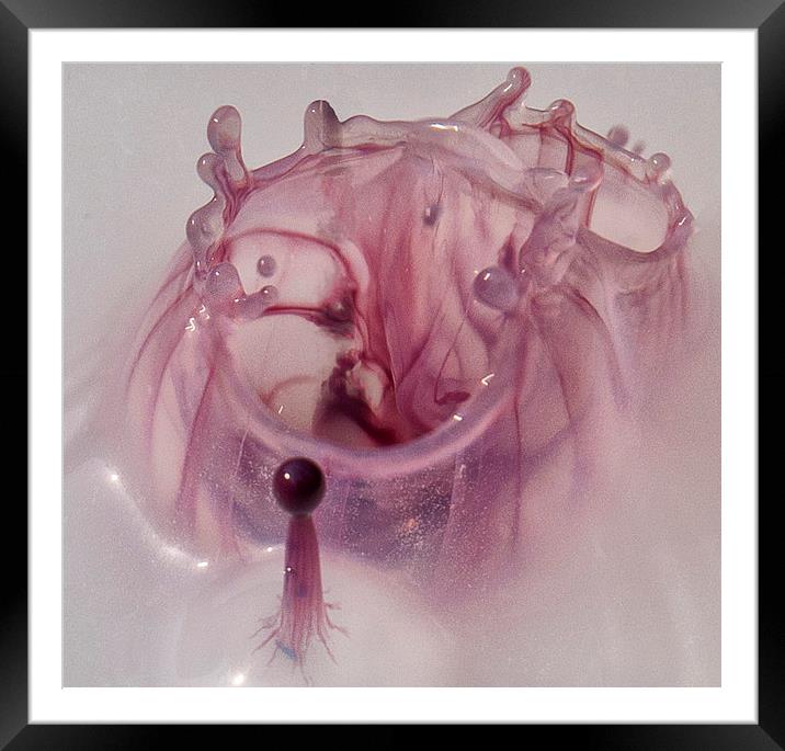Pink Organism Framed Mounted Print by Iain Mavin
