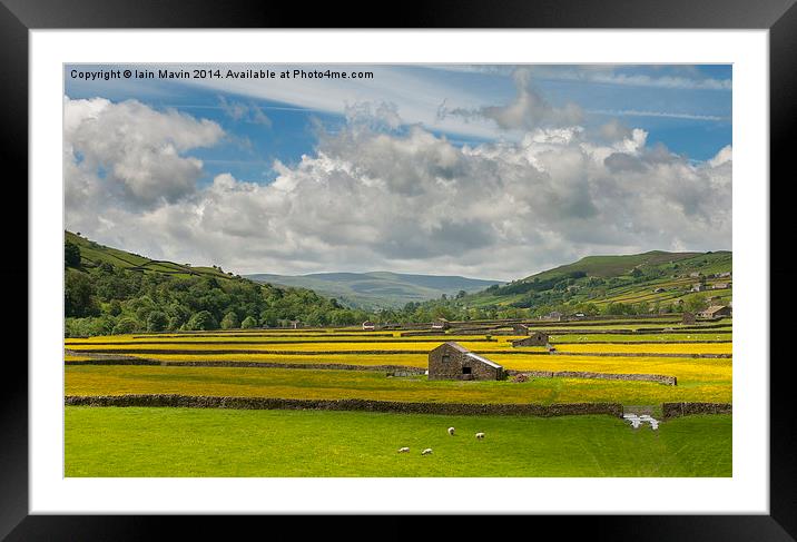 Buttercup Fields Framed Mounted Print by Iain Mavin