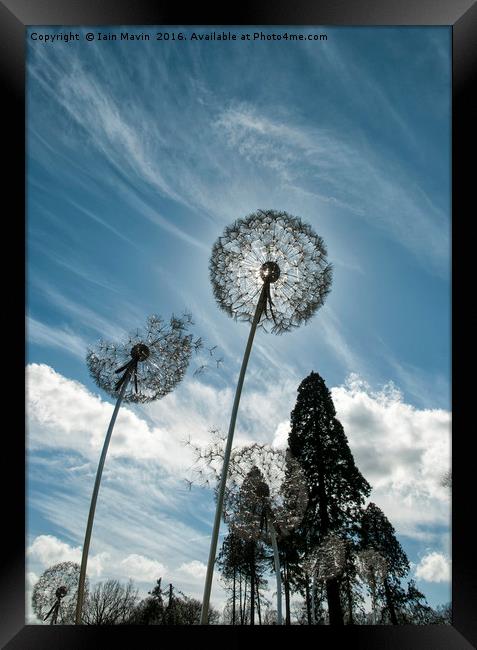 Dandelion Skies Framed Print by Iain Mavin
