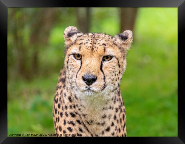 A cheetah stare Framed Print by Iain Mavin