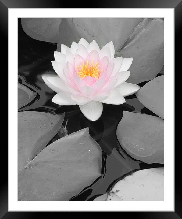 Color Focus Water Lily Framed Mounted Print by Sara Kemp