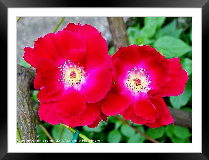 twin roses Framed Mounted Print by jaimie pannell