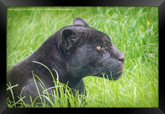 BLACK JAGUAR IN THE GRASS Framed Print by CATSPAWS 