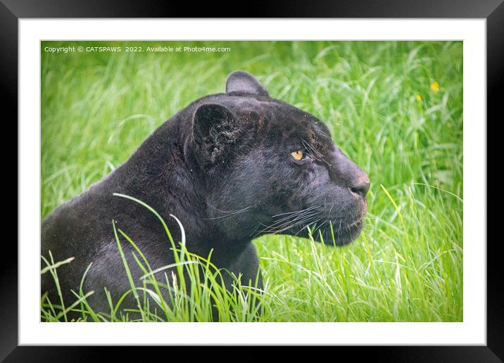 BLACK JAGUAR IN THE GRASS Framed Mounted Print by CATSPAWS 