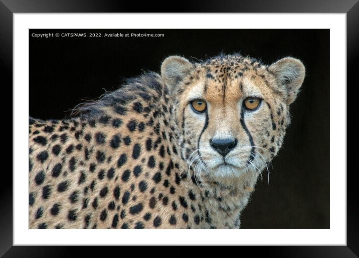 CHEETAH GAZE Framed Mounted Print by CATSPAWS 