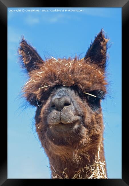 ALPACA - STRAW IS TRENDY Framed Print by CATSPAWS 