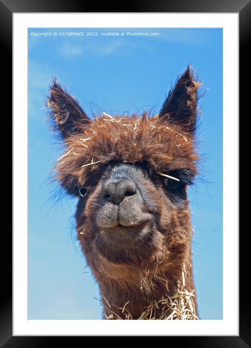 ALPACA - STRAW IS TRENDY Framed Mounted Print by CATSPAWS 