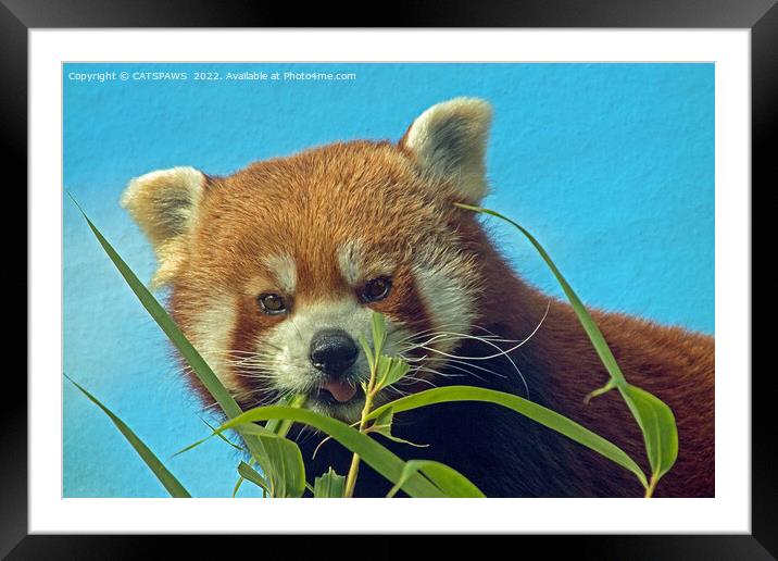 RED PANDA Framed Mounted Print by CATSPAWS 