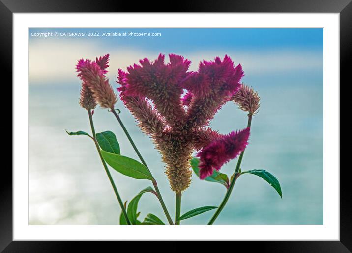 A FLOWER IN PARADISE Framed Mounted Print by CATSPAWS 