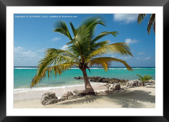 TROPICAL BEAUTY Framed Mounted Print by CATSPAWS 