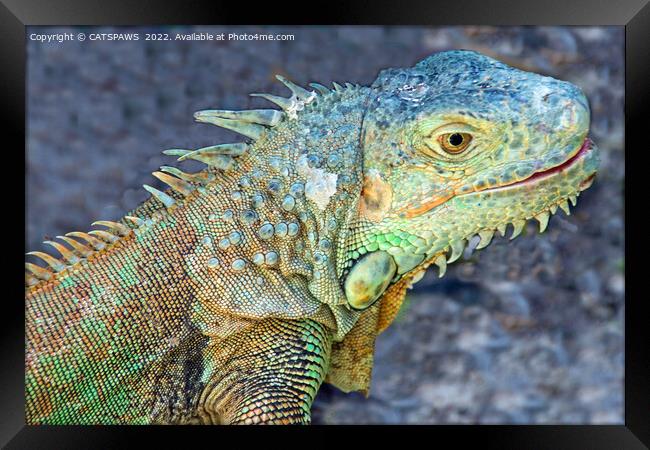 WEST INDIAN IGUANA Framed Print by CATSPAWS 