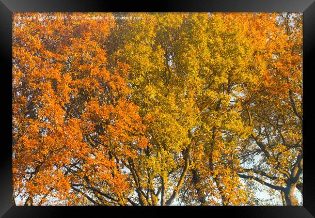 AUTUMN JOY Framed Print by CATSPAWS 