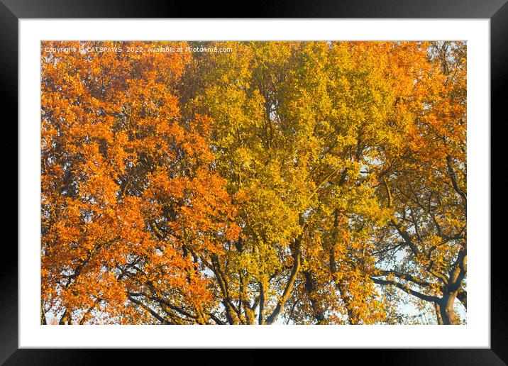 AUTUMN JOY Framed Mounted Print by CATSPAWS 