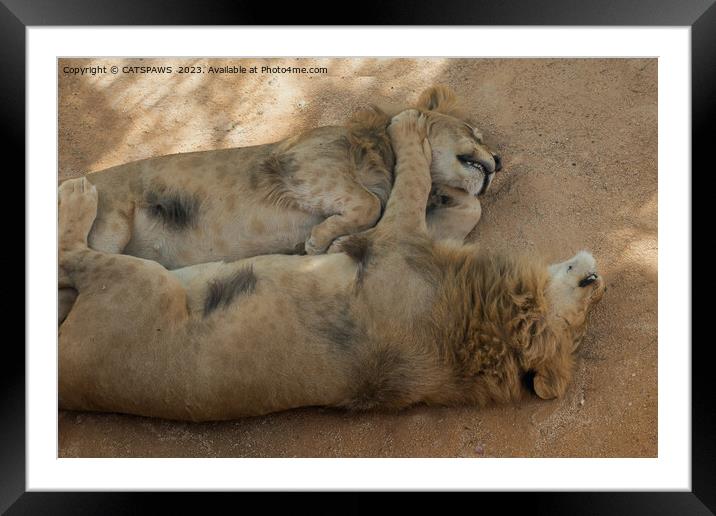 LION FRIENDS SLEEPING Framed Mounted Print by CATSPAWS 
