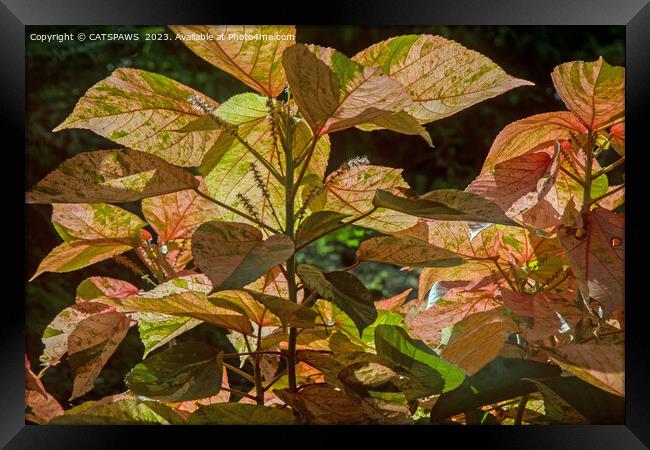 BY NATURAL DESIGN - LEAVES & LIGHT Framed Print by CATSPAWS 