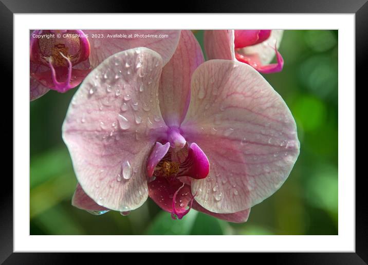 ORCHID BEAUTY Framed Mounted Print by CATSPAWS 