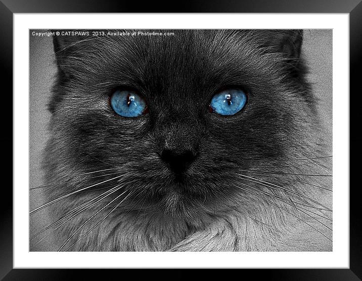 CATTURE Framed Mounted Print by CATSPAWS 