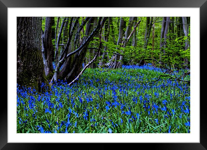 BLUE GLADE Framed Mounted Print by CATSPAWS 