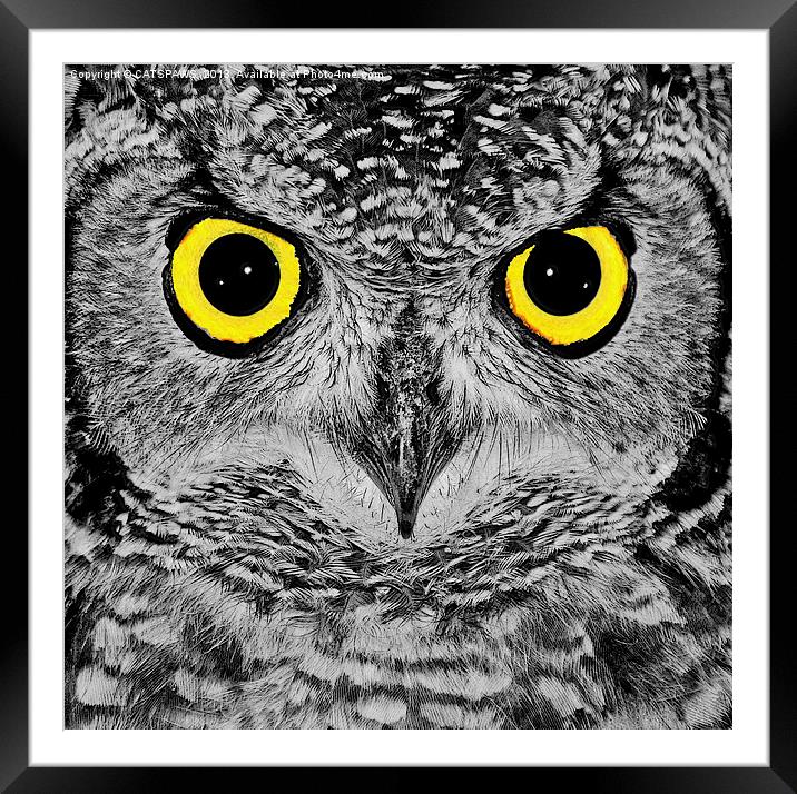 OWL PORTRAIT Framed Mounted Print by CATSPAWS 