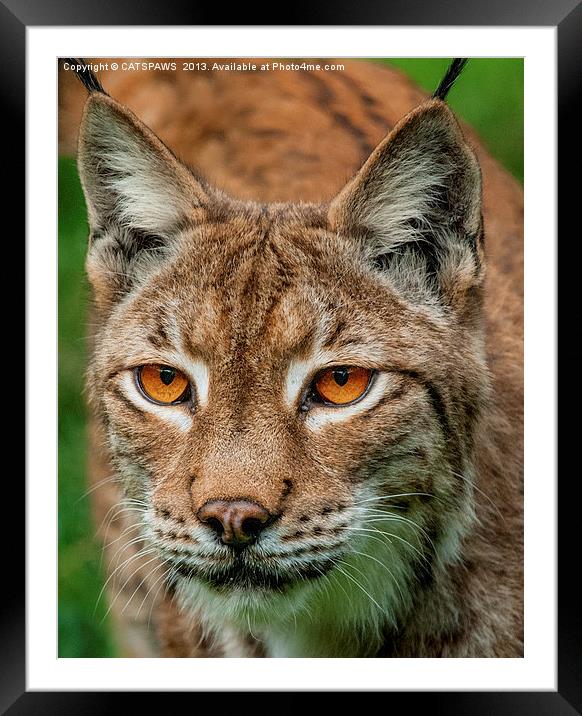 LYNX PORTRAIT Framed Mounted Print by CATSPAWS 