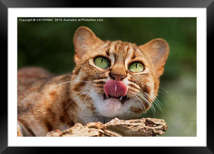  RUSTY SPOTTED CAT LICK Framed Mounted Print by CATSPAWS 