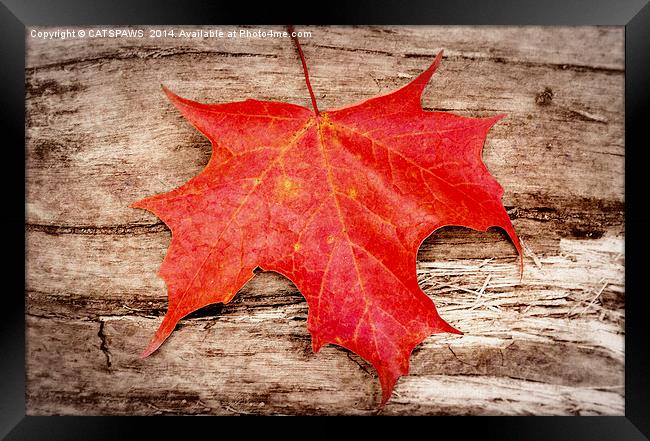  LEAF ME ALONE Framed Print by CATSPAWS 