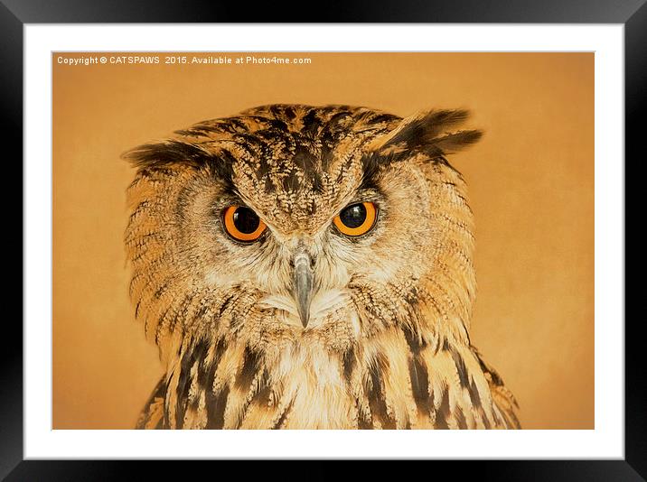  OWL RIGHT ON THE NIGHT Framed Mounted Print by CATSPAWS 