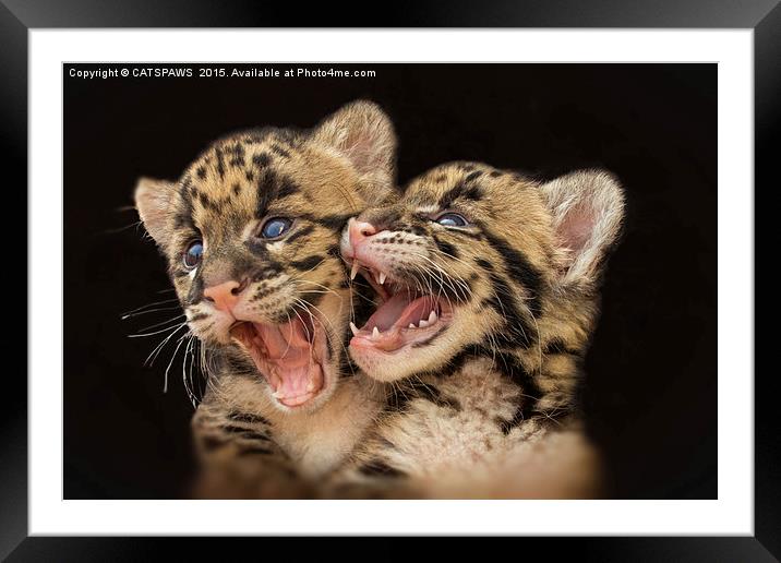  CLOUDED LEOPARD CUBS LOVE Framed Mounted Print by CATSPAWS 