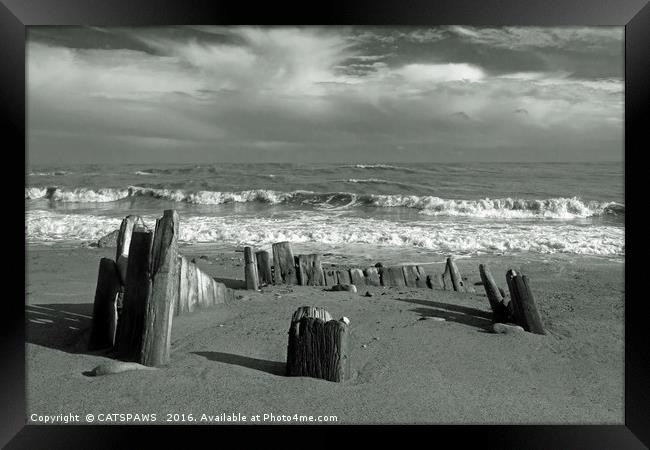 BEACH WORSHIP Framed Print by CATSPAWS 