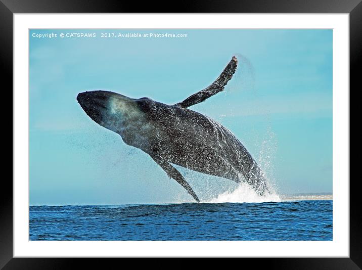 A WHALE OF A TIME Framed Mounted Print by CATSPAWS 