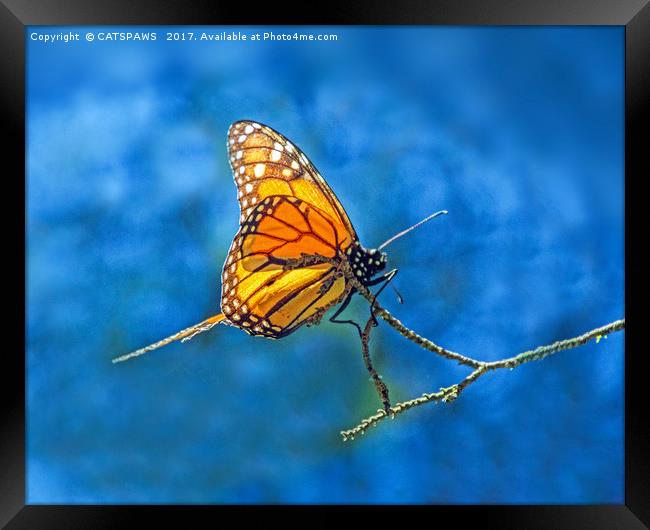BUTTERFLY LIGHT Framed Print by CATSPAWS 