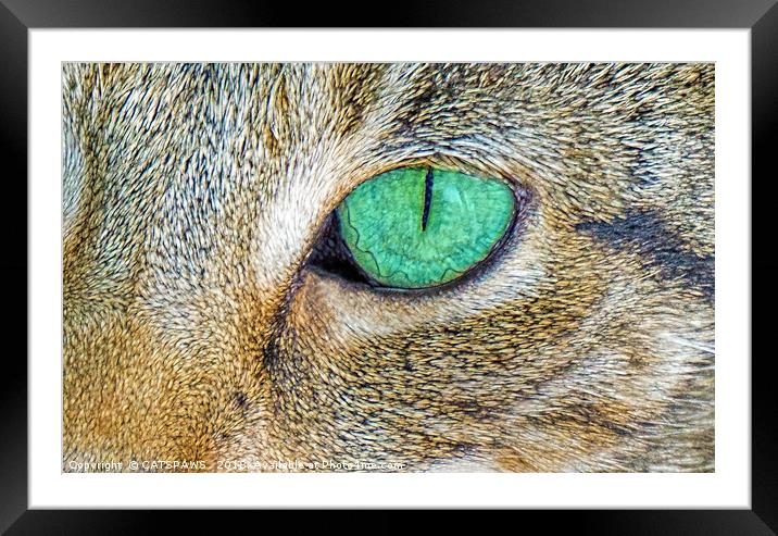 PURR-CEPTION Framed Mounted Print by CATSPAWS 