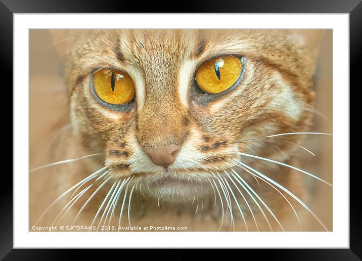 AMBER EYED BEAUTY Framed Mounted Print by CATSPAWS 