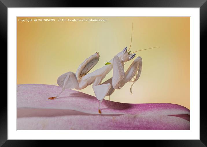 ORCHID MANTIS Framed Mounted Print by CATSPAWS 