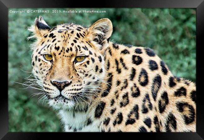 BEG YOUR LEOPARDON Framed Print by CATSPAWS 