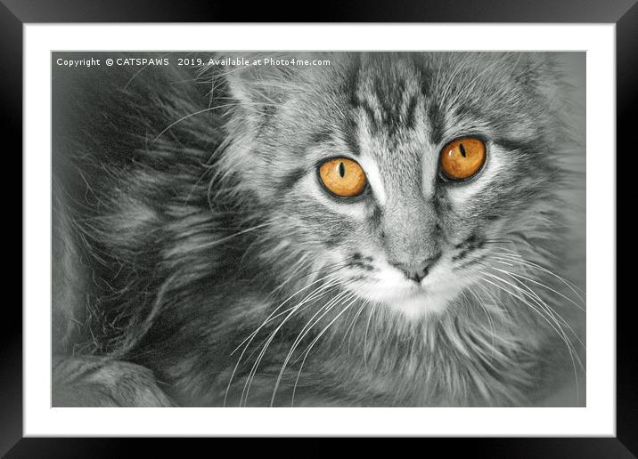 KITTEN MONO Framed Mounted Print by CATSPAWS 