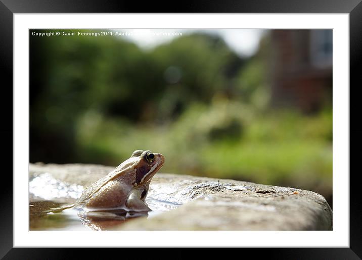 The Common Frog Framed Mounted Print by David  Fennings
