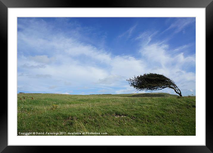 Wind Blown Tree Framed Mounted Print by David  Fennings