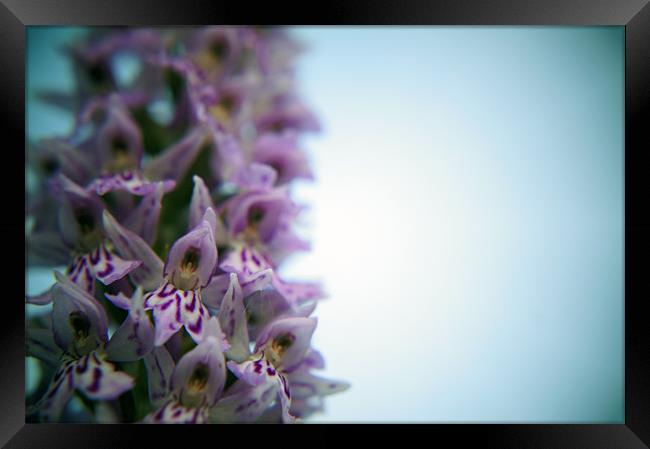 Early Purple Orchid Close Up Framed Print by David  Fennings