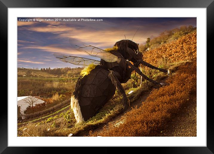 Big Bee Framed Mounted Print by Nigel Hatton