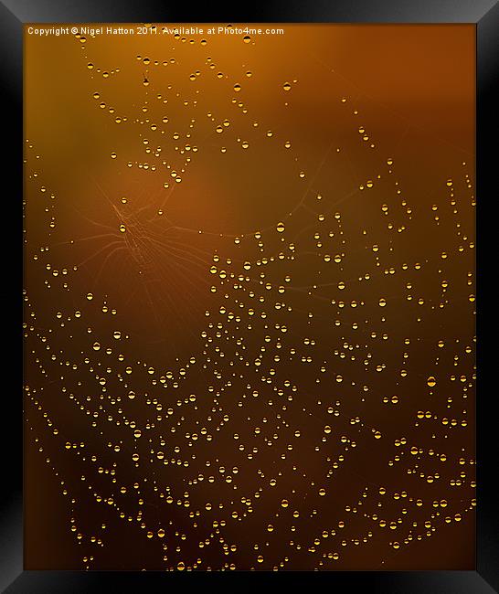 Web of Tear Drops Framed Print by Nigel Hatton