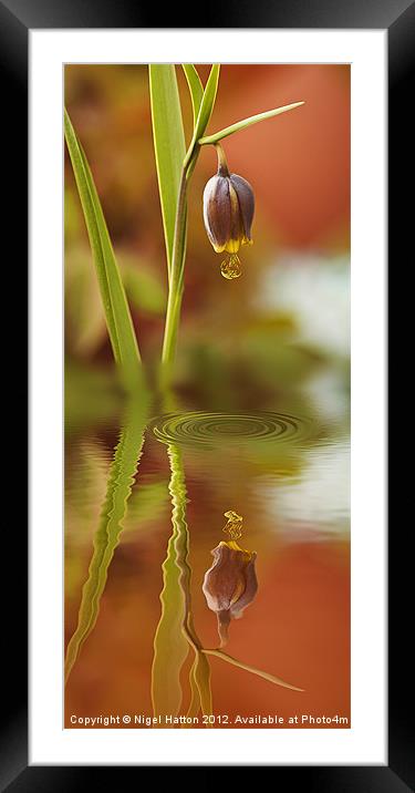 Reflections Framed Mounted Print by Nigel Hatton