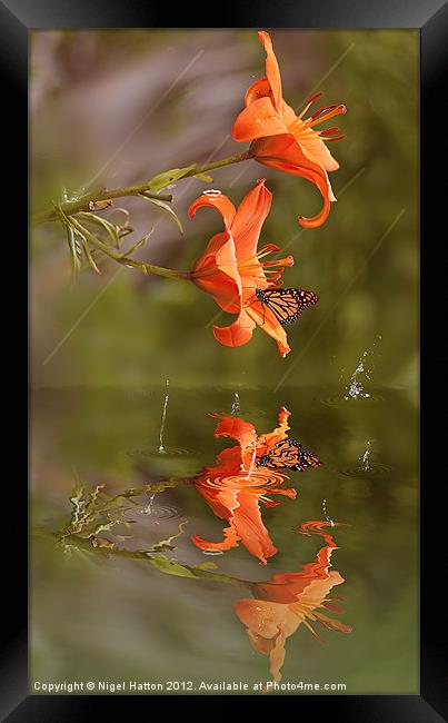 The Butterfly and the Rain Drops Framed Print by Nigel Hatton