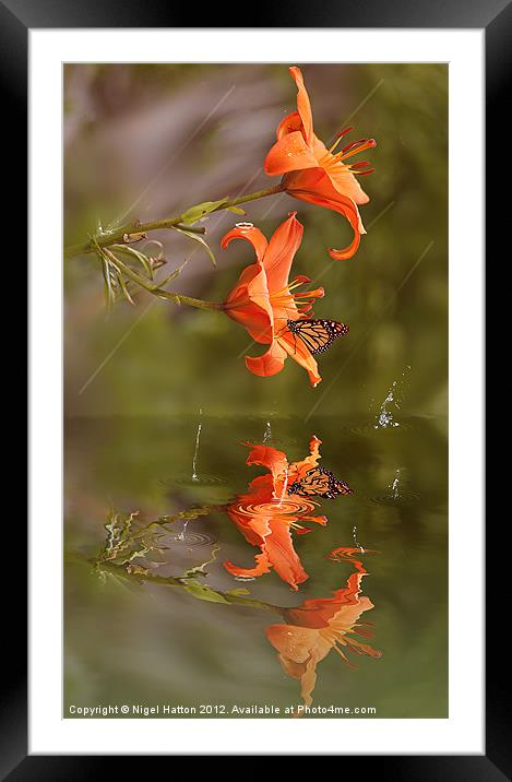 The Butterfly and the Rain Drops Framed Mounted Print by Nigel Hatton