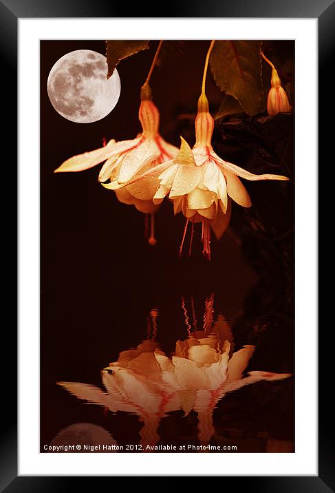 The Flower and the Moon Framed Mounted Print by Nigel Hatton