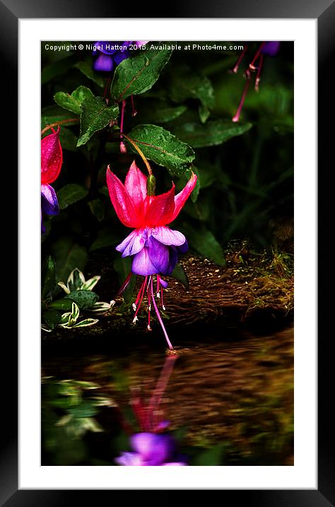 Dancing on Water  Framed Mounted Print by Nigel Hatton
