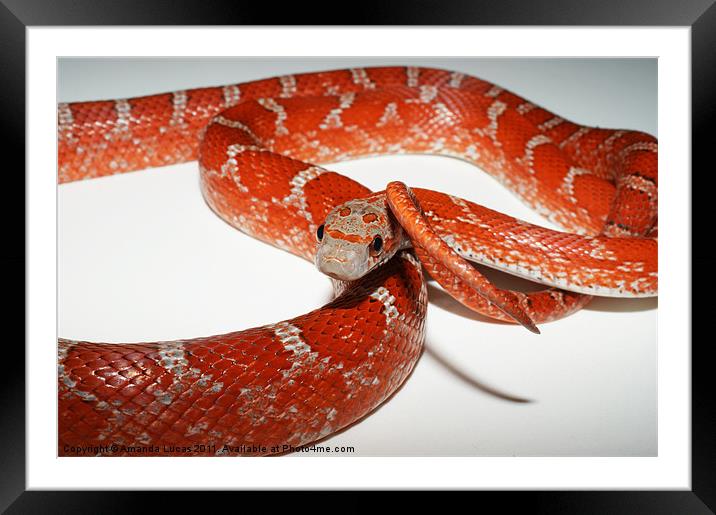 Bloodred Corn Snake Framed Mounted Print by Amanda Lucas