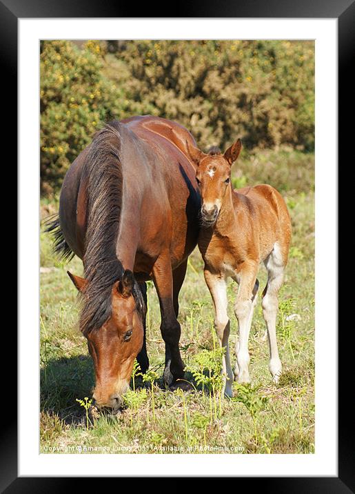 Mare & Foal Framed Mounted Print by Amanda Lucas